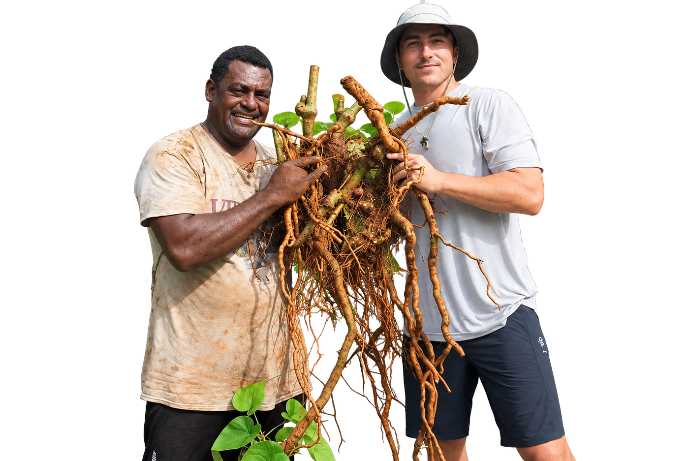 Freshly hand-harvested Noble Fijian Kava root on Qamea Island