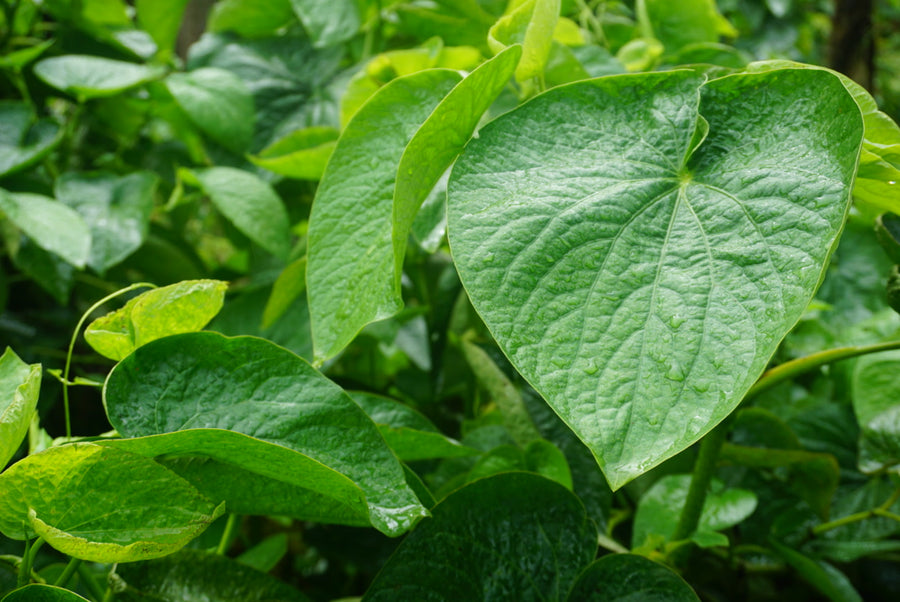 Heart-shaped leaves of a Noble Kava plant growing on the Qamea Island farm