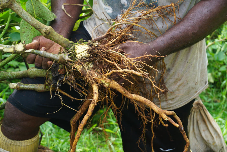 Freshly harvested Noble Kava roots from the Qamea Island farm